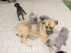 Cane Corso štěňátka