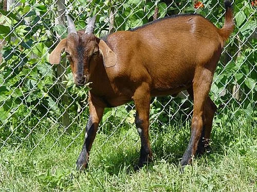 50% anglonubijský kozlík jm. BONIFÁC