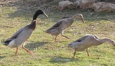 Indický běžec-kachňata pstruhová prodám