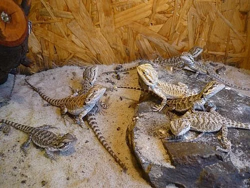 Mláďata agamy vousaté - pogona vitticeps