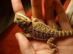 Mláďata agamy vousaté - pogona vitticeps