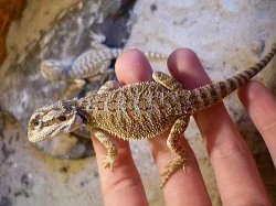 Mláďata agamy vousaté - pogona vitticeps
