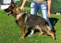 Německý ovčák - fena
