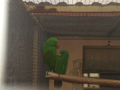 predam eklektus roratus solomonensis