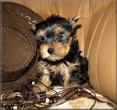 Yorkshire terrier
