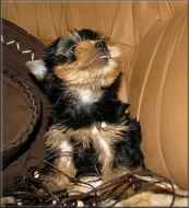 Yorkshire terrier