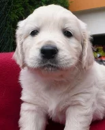 Štěňátka Zlatého retrievera s pp !!