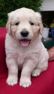 Štěňátka Zlatého retrievera s pp !!