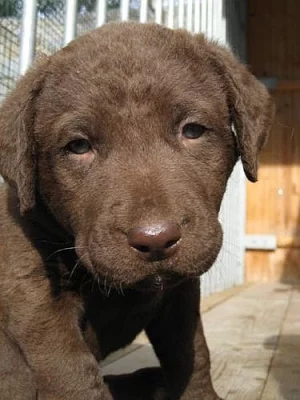 Poslední štěňátka Chesapeake bay retrievera SLEVA