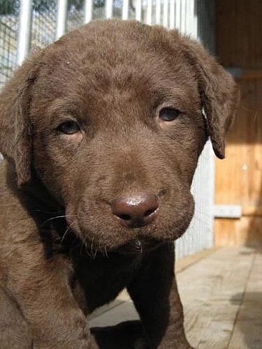 Poslední štěňátka Chesapeake bay retrievera SLEVA