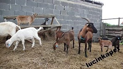 Krásní kozlíci z ekochovu