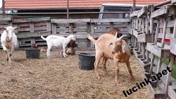 Krásní kozlíci z ekochovu