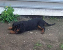 KAVALÍR KING CHARLES ŠPANĚL