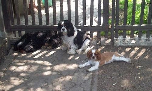 KAVALÍR KING CHARLES ŠPANĚL