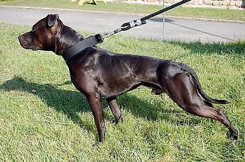 Americký Pitbulteriér