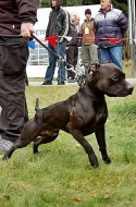 Americký Pitbulteriér