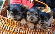 Yorkshire terrier