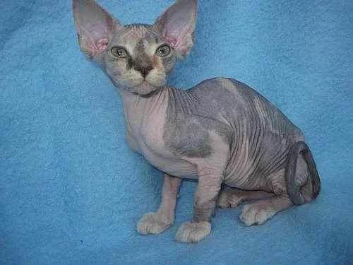 SPHYNX koťátko BEZ  PP