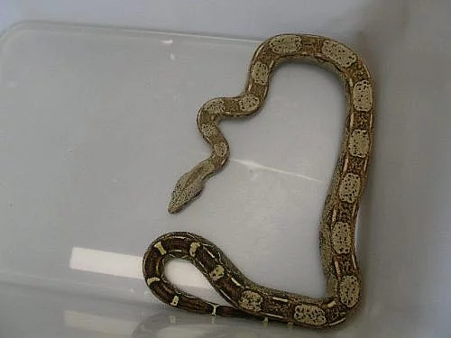 Hroznýš královský B.c.i 