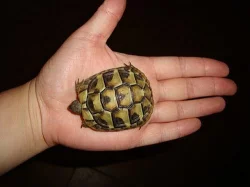 ŽELVA ZELENAVÁ - testudo hermanni