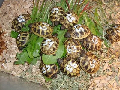 ŽELVA ZELENAVÁ - testudo hermanni