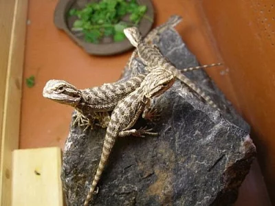 Agama vousatá