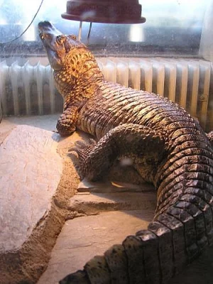 kajman brýlový