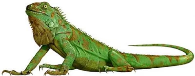 LEGUAN ZELENÝ