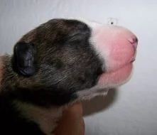 Bullterier