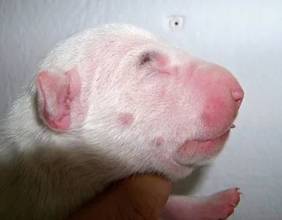Bullterier