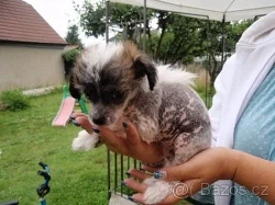 Čínský chocholatý pes