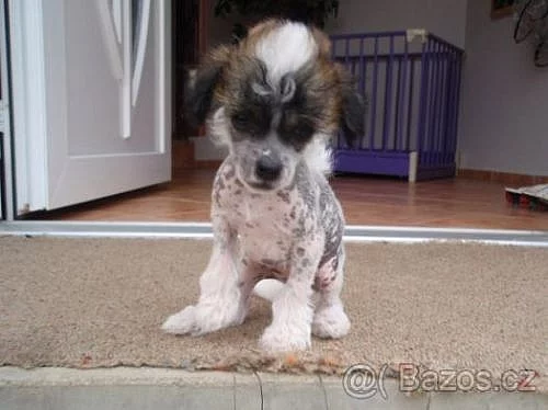 Čínský chocholatý pes