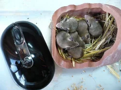 MYŠKA AFRICKÁ a DROBNÁ, KRYSA AKÁCIOVÁ