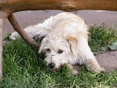Fenka Píďa *12/2010