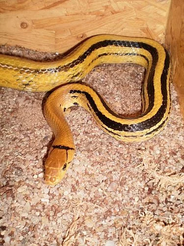 Coelognathus radiatus (Elaphe radiata) yellow form
