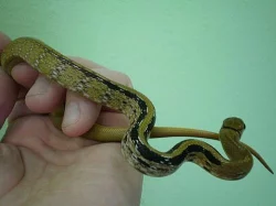 Coelognathus radiatus (Elaphe radiata) yellow form