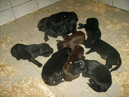 FLAT COATED RETRIEVER