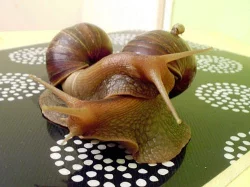 OBŘÍ ŠNEK Achatina fulica