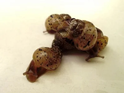 OBŘÍ ŠNEK Achatina fulica