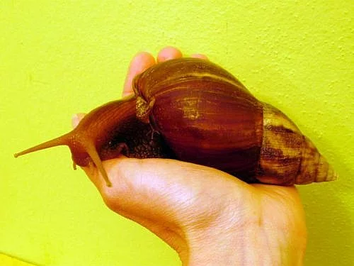 OBŘÍ ŠNEK Achatina fulica