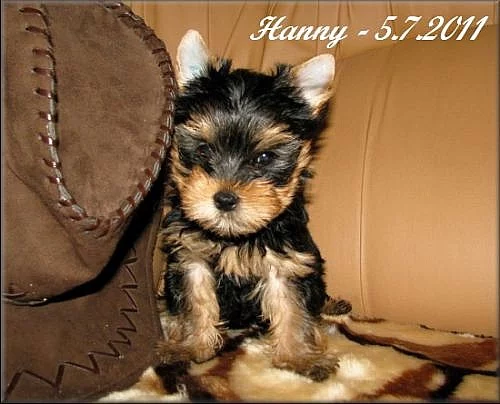 Yorkshire terrier - pejsek s PP