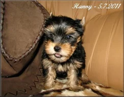 Yorkshire terrier - pejsek s PP