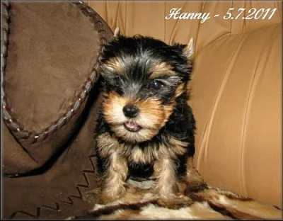 Yorkshire terrier - pejsek s PP
