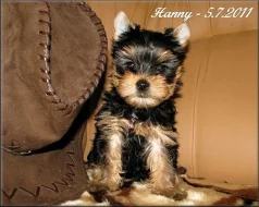 Yorkshire terrier - pejsek s PP
