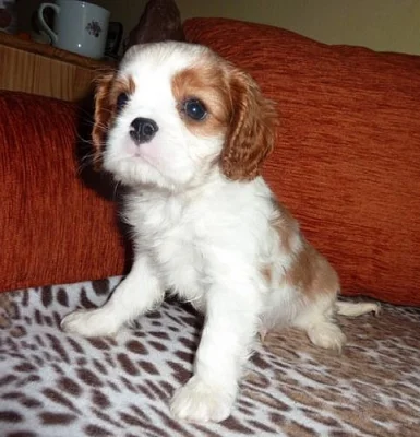 Kavalír King Charles Spaniel s PP