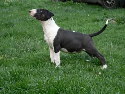 BULTERIER