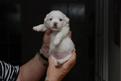 Coton de Tuléar