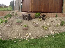 Cane corso štěňátka