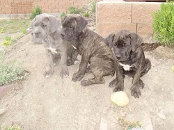 Cane corso štěňátka
