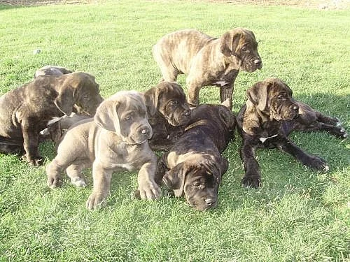 Cane corso štěňátka